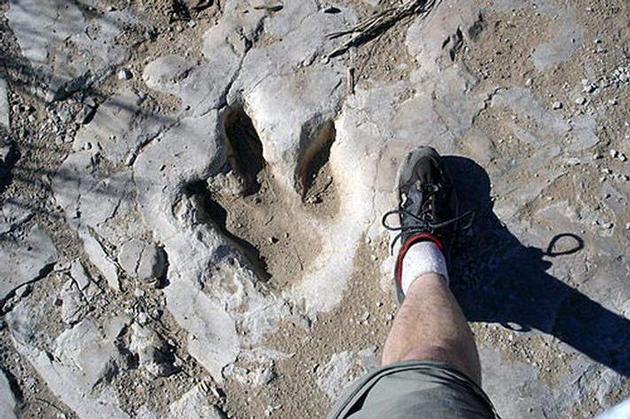 dinosaur track